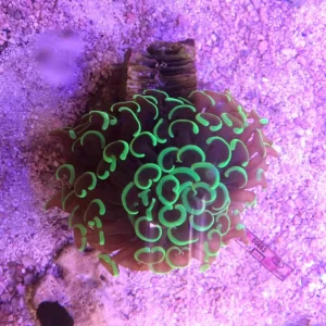 Euphyllia Ancora Green - FOTO REALE - 1 calice - Corallo duro LPS facile