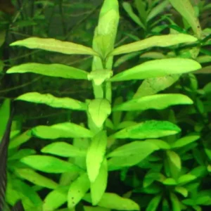 HYGROPHILA POLISPERMA, pianta rapida depurativa