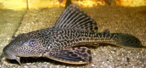 Hypostomus Plecostomus 25-30 cm pulitori da vetro XXL