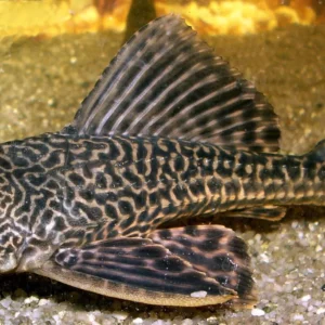 Hypostomus Plecostomus 25-30 cm pulitori da vetro XXL