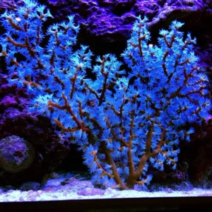 Gorgonia BlueBerry - FOTO REALI - Corallo molle facile - frag 20-25 cm