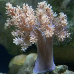 Capnella Imbricata - Corallo molle facile - frag 12-18 cm