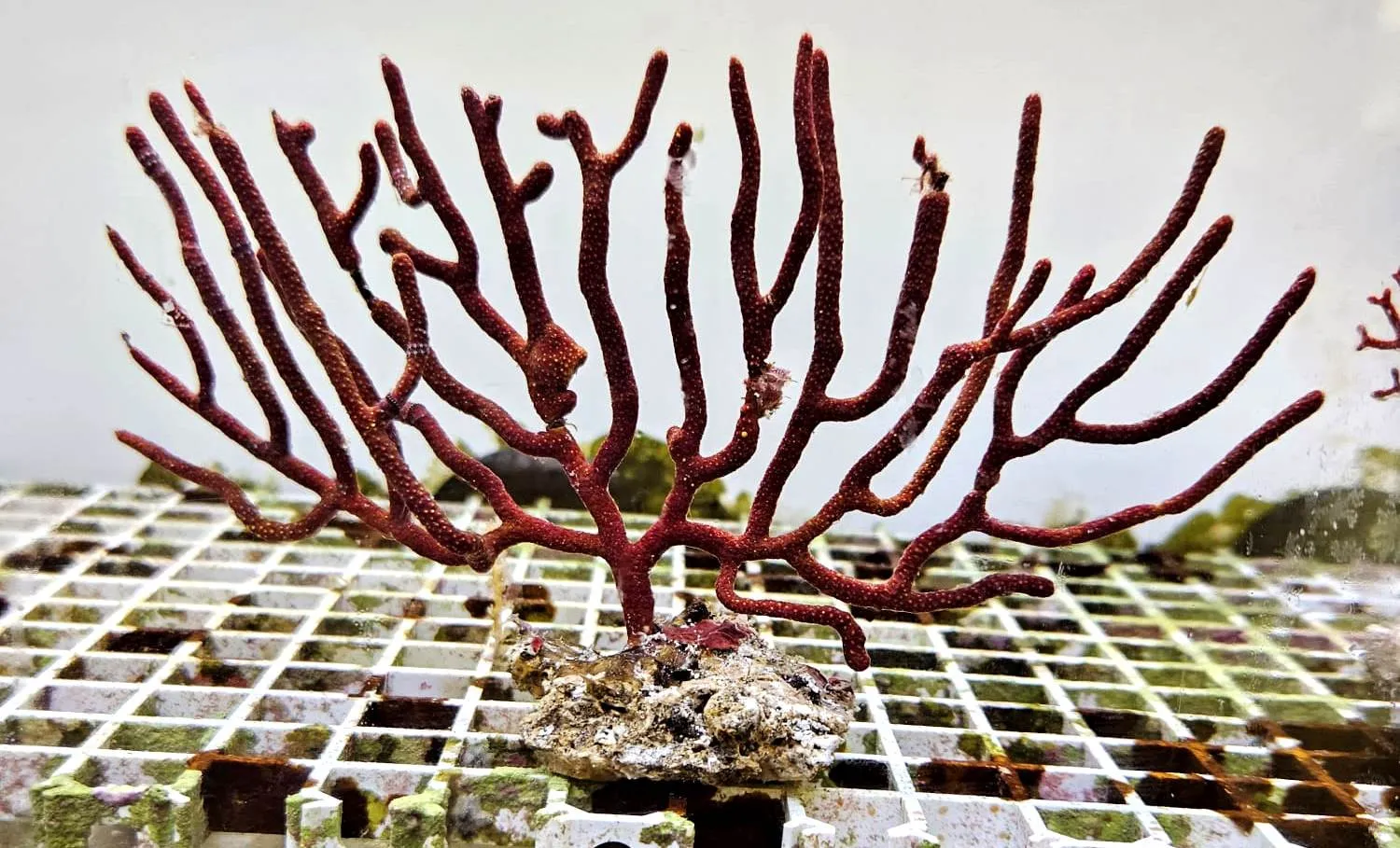 Gorgonia RED polipi gialli Photosyntetik - FOTO REALI - Corallo molle facile - frag 15-20 cm