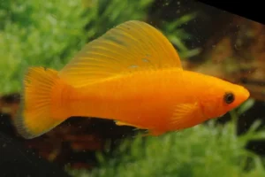 Poecilia Velifera Gold 6 cm