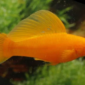 Poecilia Velifera Gold 6 cm