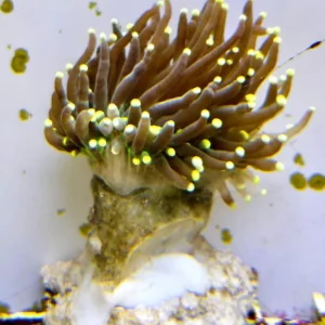 Euphyllia Glabrescens Black torch punte gialle 2 calici - FOTO REALI - Corallo duro LPS facile
