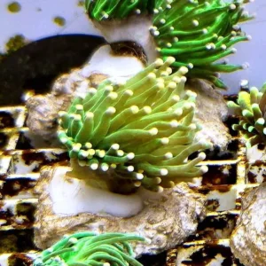 Euphyllia Glabrescens green torch punte rosa 1 calice - FOTO REALI - Corallo duro LPS facile