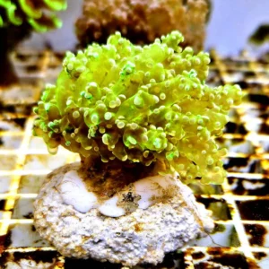 Euphyllia Paradivisa green neon - FOTO REALI - 1 calice - Corallo duro LPS facile