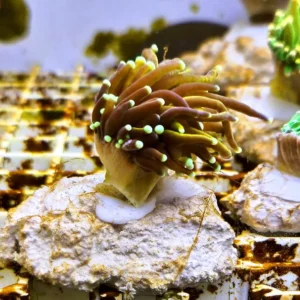 Euphyllia Glabrescens Golden torch punte azzurre 1 calice - FOTO REALI - Corallo duro LPS facile