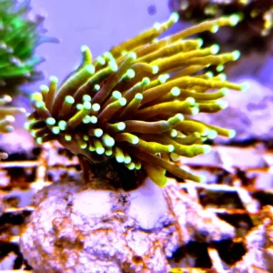 Euphyllia Glabrescens Golden torch punte verdi 1 calice - FOTO REALI - Corallo duro LPS facile