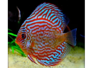 Symphysodon Discus Mosaic Turquoise - SG Discus Italia - 5-7 cm