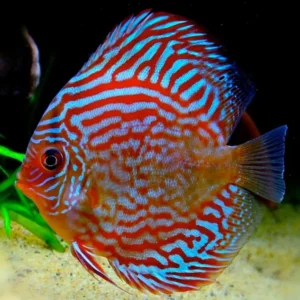 Symphysodon Discus Mosaic Turquoise - SG Discus Italia - 5-7 cm