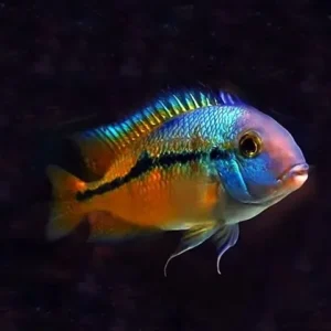 Cichlasoma Nicaraguense 3-6 cm - Ciclidi americani