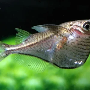 Carnegiella Marthae - Pesce ascetta - 2 cm