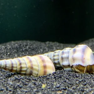 Lumaca Brotia Herculea Black & White Snail 5-6 cm