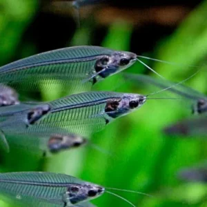 Kryptopterus Bicirrhis/Vitreolus - pesce gatto fantasma - pesce coltello di vetro 4-6 cm
