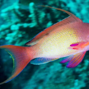 Pseudanthias Squamipinnis male - maschio - pesce pacifico da branco per acquario marino reef
