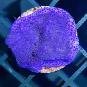 Montipora Mollis Purple - Montipora viola - Coralo duro SPS 3-5 cm