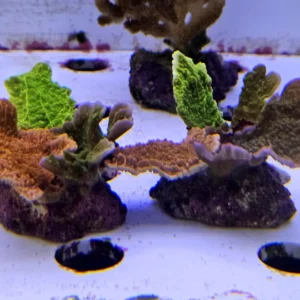 Montipora Foliosa Coral Combo Red & Green - FOTO REALI - Coralo duro SPS 4-6 cm