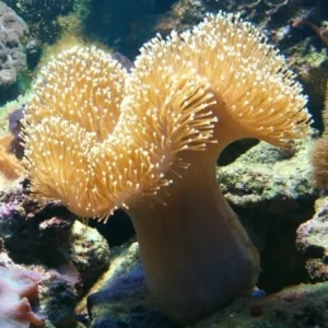 Sarcophyton Elegans punte bianche - Corallo molle facile - 10-12 cm su frag
