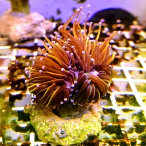 Euphyllia Glabrescens Golden torch punte rosa 2 calici non divisibili - FOTO REALI - Corallo duro LPS facile