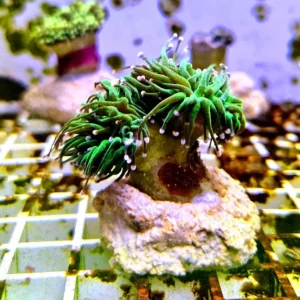 Euphyllia Glabrescens green torch punte rosa 2 calici - FOTO REALI - Corallo duro LPS facile