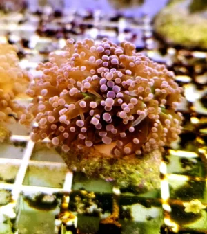 Euphyllia Paradivisa pink-orange - FOTO REALI - 1 calice - Corallo duro LPS facile