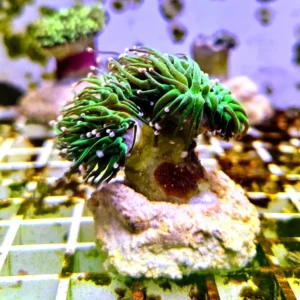 Euphyllia Glabrescens green torch punte rosa 3 calici non divisibili - FOTO REALI - Corallo duro LPS facile