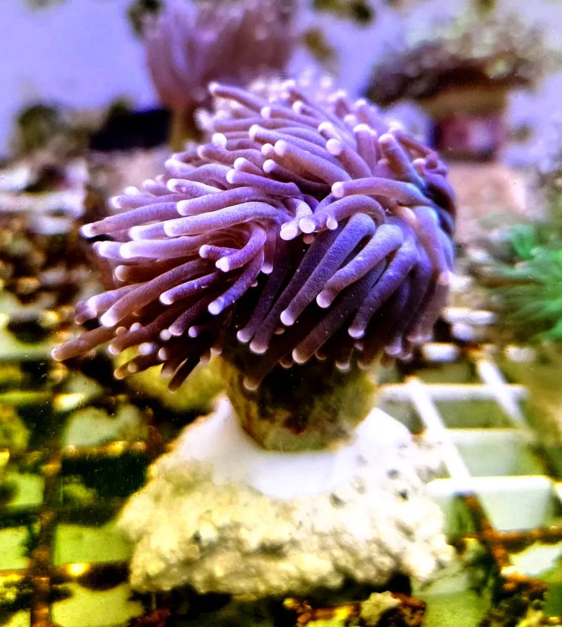 Euphyllia Glabrescens Black-green torch punte viola 2 calici non divisibili - FOTO REALI - Corallo duro LPS facile