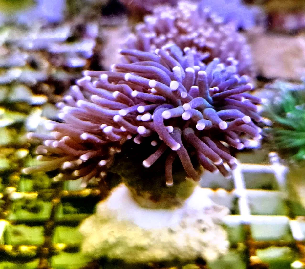 Euphyllia Glabrescens Black-green torch punte viola 2 calici non divisibili - FOTO REALI - Corallo duro LPS facile