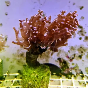 Euphyllia Divisa Viola - 1 calice - Corallo duro LPS facile