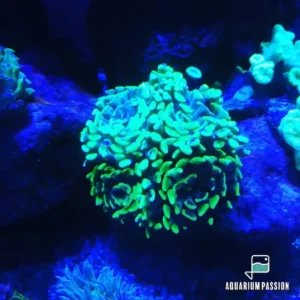 Euphyllia Parancora punte verde fluo Australia - 6 calici - FOTO REALI - Corallo duro LPS facile
