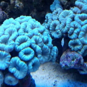 Caulastrea Furcata Azzurra 15 bocche - Corallo duro LPS facile