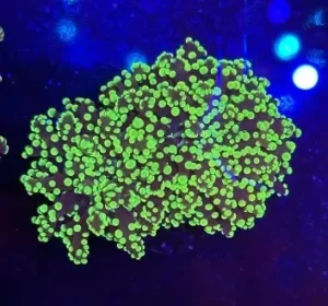 Euphyllia Paradivisa Green Fluo - 2 calici - Corallo duro LPS facile