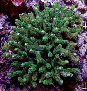 Stylophora Pistillata Green - Corallo duro SPS- frag 10-15 cm