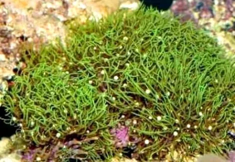 Pachyclavularia violacea - Corallo molle facile - roccia viva di 20-25 cm