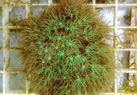 Pachyclavularia violacea - Corallo molle facile - roccia viva di 20-25 cm