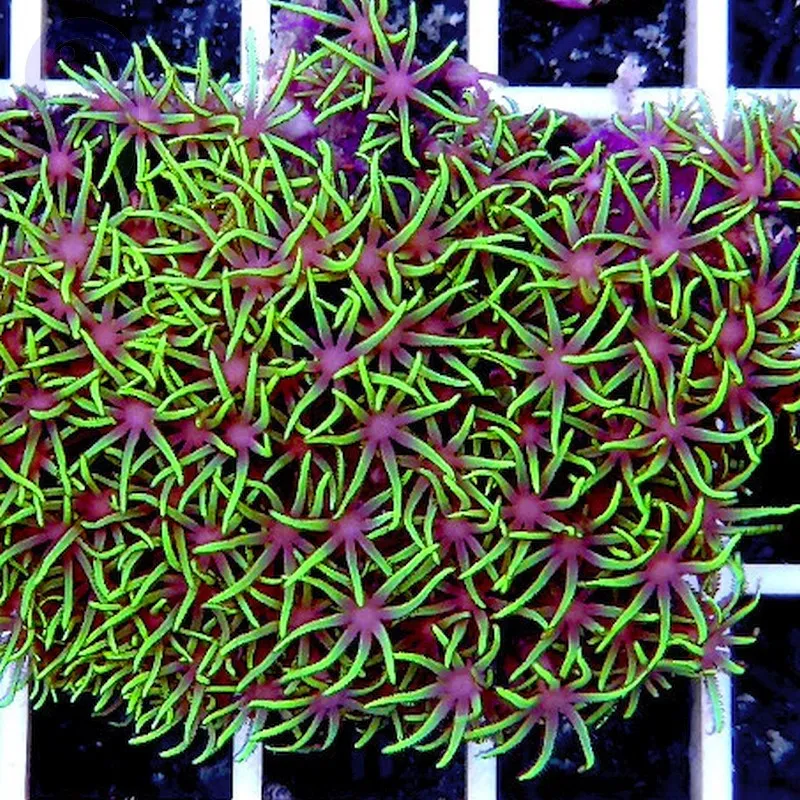 Pachyclavularia violacea - Corallo molle facile - roccia viva di 20-25 cm