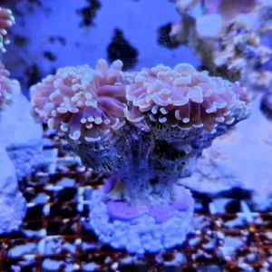 Euphyllia Parancora Azzurra - 2 calici - Corallo duro LPS facile