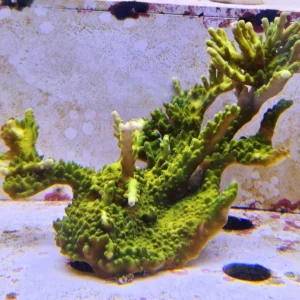 Acropora sp. Green fluo - FOTO REALE - Corallo duro SPS - frag 10-15 cm