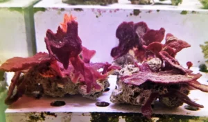 Spugna Viola - FOTO REALI - Invertebrato filtratore facile - frag 4-8 cm per acquario marino reef
