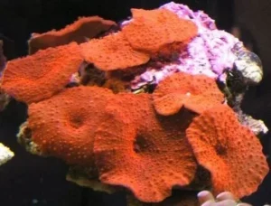 Discosoma ferrugatus Red Premium - Corallo molle facile + dischi su frag