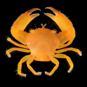 Trapezia Lutea orange - Granchio che vive nei coralli - per acquario marino e reef