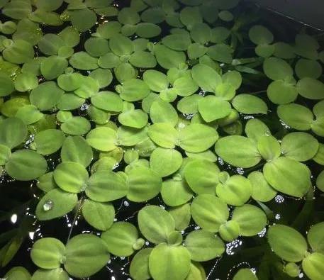 Pacchetto piante acquatiche per acquario da 100/150 litri a crescita rapida ecc.