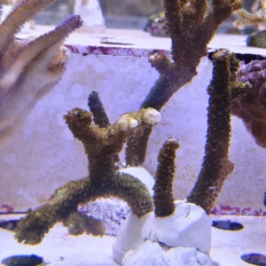 Acropora Robusta Green - FOTO REALI - Corallo duro SPS - frag 10-15 cm