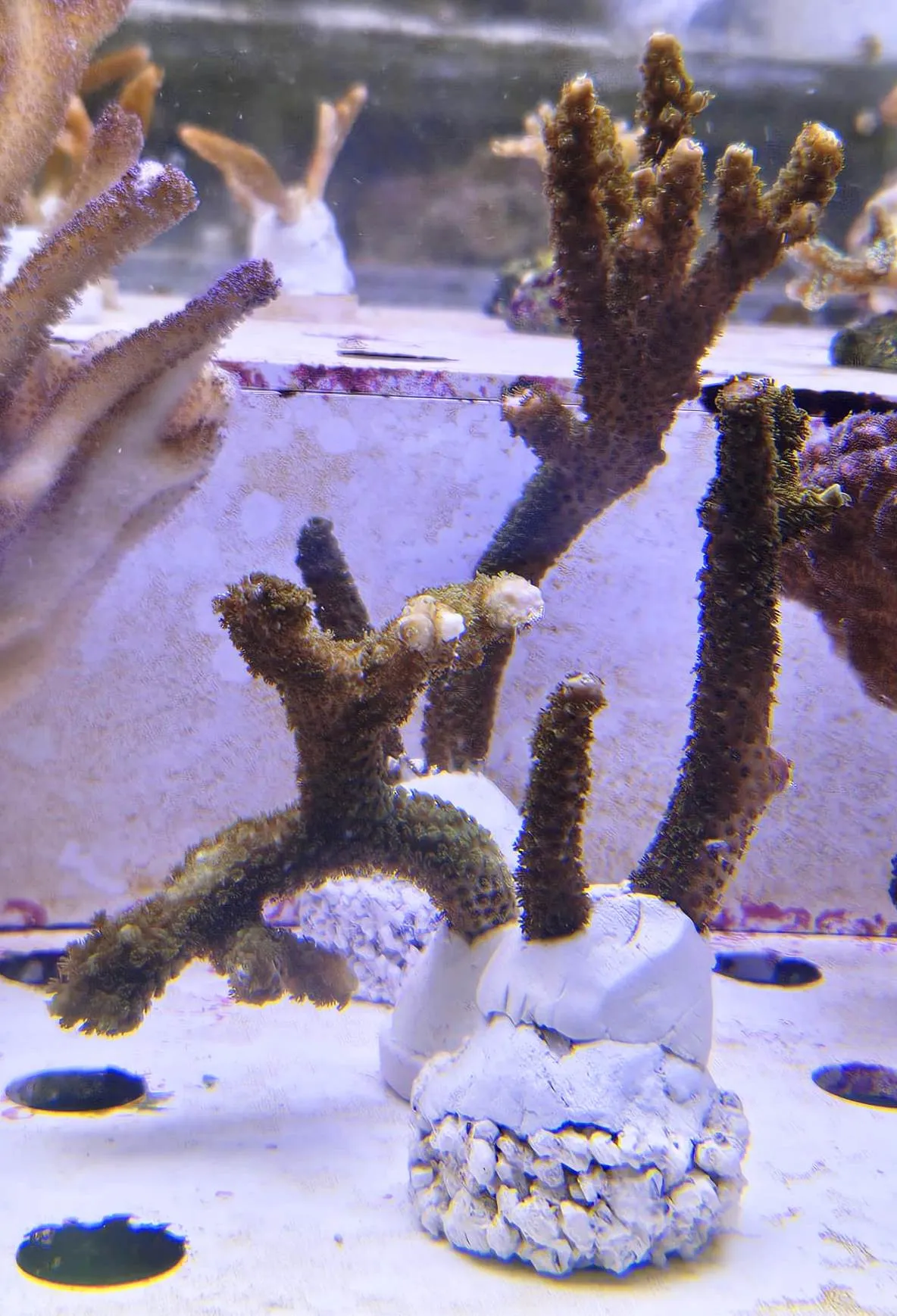 Acropora Robusta Green - FOTO REALI - Corallo duro SPS - frag 10-15 cm