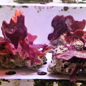 Spugna Viola - FOTO REALI - Invertebrato filtratore facile - frag 10-15 cm per acquario marino reef