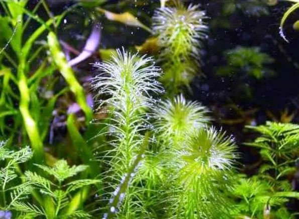 Pacchetto piante acquatiche per acquario da 100/150 litri a crescita rapida ecc.