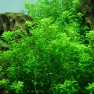 MICRANTHEMUM MICRANTHEMOIDES, pianta rapida depurativa in vasetto