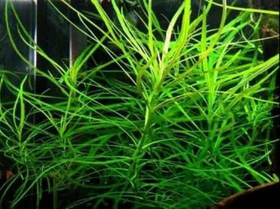 Pacchetto piante acquatiche per acquario da 100/150 litri a crescita rapida ecc.